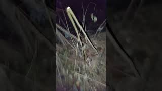 НОЧЬЮ в Лесу.  Лучший момент трансляции #ночь  #лес  #live