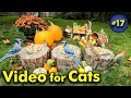 Tv for cats  fall harvest special  bird and squirrel watching  17