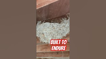 Old Barn Swallow’s Nest: Carriage House Treasure.  #wildlife #shorts #birds #birdnest #oldbarn