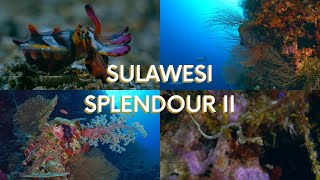 Sulawesi Splendour II: Underwater wonders of Indonesia (Devocean Pictures)