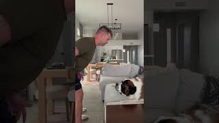 He knows who’s boss 👀 #dogsoftiktok #saintbernard #doggielife #funnyanimals #dogdad #funnyshorts