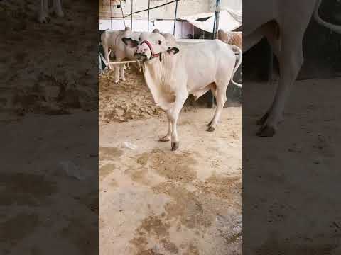 Masha Allah Season 2026 Viral Viralvideo Qurbani2025