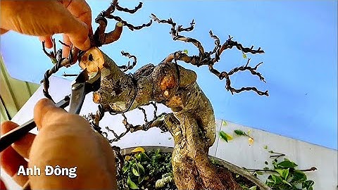 Sửa lỗi cây khế gân sau khi thả rừng quá lâu