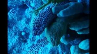 Singing Eels