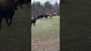 Feeding hay to our cattle!