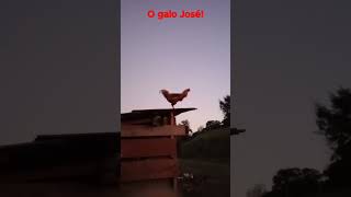 O Galo José