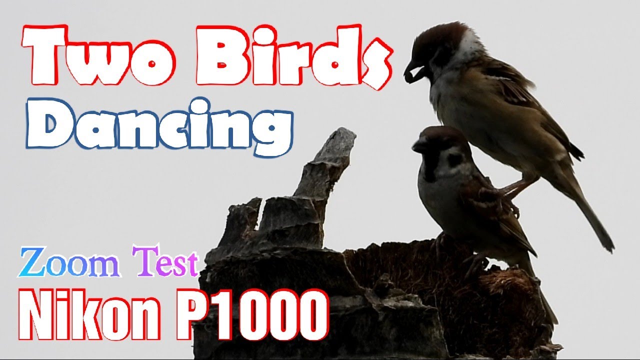 Nikon P1000 Zoom Test Two Birds Dancing on Coconut Tree | Nikon P1000