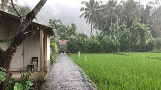 Heavy Rain in a Beautiful Village | Refreshing Green Rice Farming | Fall asleep to the sound of rain