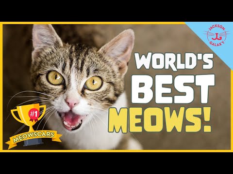 Video: Top 10 Katzenprodukte auf der Global Pet Expo 2013