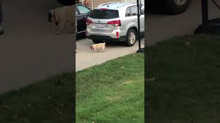 Faze Rug I Found A Bosley.