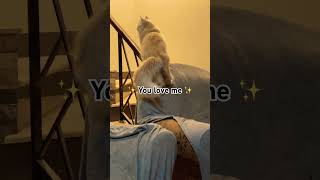 My favorite little besties🐾💕#cat #catvideos #kitten #catshorts #shortvideo #cute #funny #dogs #ily My favorite little besties🐾💕#cat #catvideos #kitten #catshorts #shortvideo #cute #funny #dogs #ily