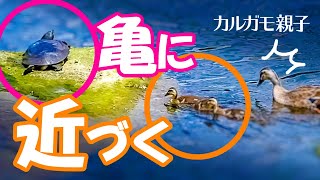 0604C③【雛が亀に接近】カルガモ親子、ヒナの捕食。舌が凄い・可愛いあくび・昼寝と寝起き。カラスの行水。【野鳥観察と解説、撮影】