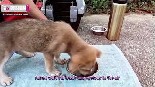 I Found a Stray Dog Living Inside a Drain Pipe… What Happened Next Changed His Life Forever