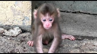 Walking practice for baby monkey beside mom