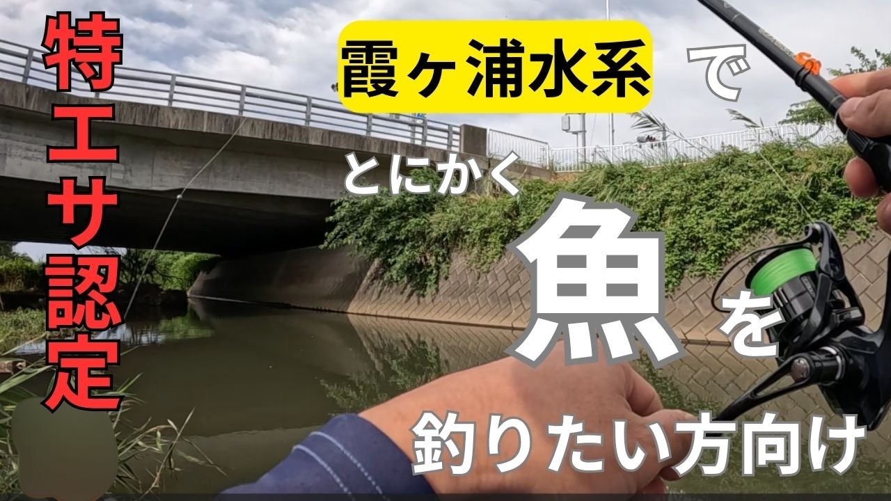 【霞ヶ浦　餌釣り】活きのいい現地調達したエサで釣りしたら色々釣れたお知らせ