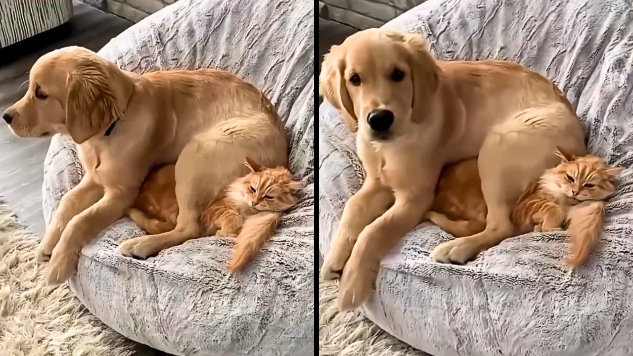 Он ясно дал понять свой авторитет.