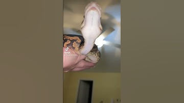 This ball python wants your attention! #ballpython #snake #animals #pets #cuteanimals #shorts