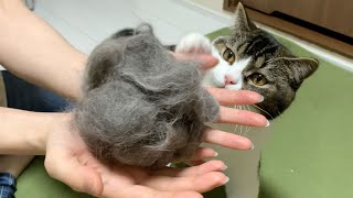 生まれて初めて換毛期をむかえた猫の抜け毛の量がすごい！