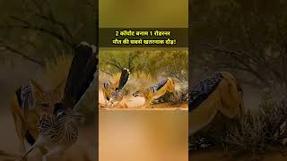 2 कॉयोट बनाम 1 रोडरनर मौत की सबसे खतरनाक दौड़!
