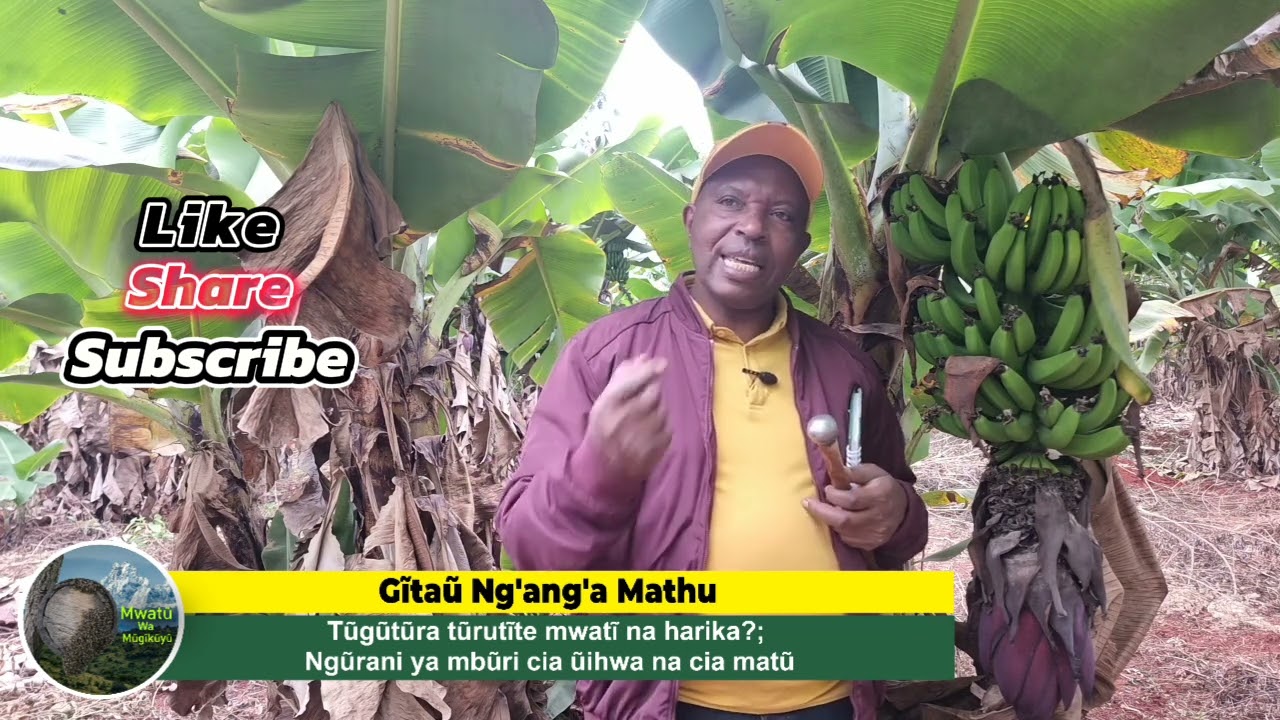 ngũrani ya mbũri cia ũihwa na cia matũ