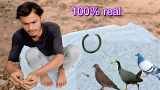 Easy way to make Pigeon, Dove and Dahuk bird trap|||