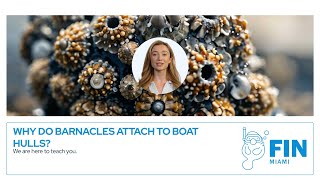 Why do barnacles attach to boat hulls?