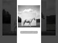 Passion for Photographing Horses - a Life’s Journey #equestrian #equestrianrider #horses #photo