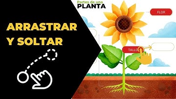 Diseño y Creación de un Contenido Interactivo del tipo Arrastrar y Soltar