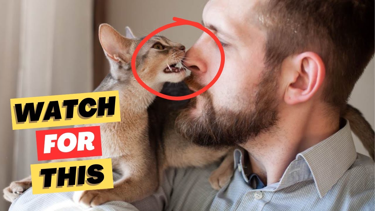 Does Your Cat Really Trust You? Learn To Spot 15 Subtle Signals!