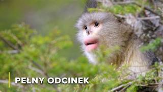 Początek Mekongu Egzotyczne Zwierzęta W Chińskich Górach Tajemnice Rzeki Mekong 101