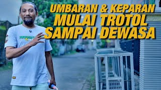 UMBARAN DAN KEPARAN MULAI TROTOL, PASTOL DAN DEWASA