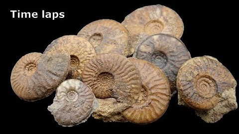Ammonite Graphoceras Fossil Preparation Bradfordensis/Concavum Zone Time Laps