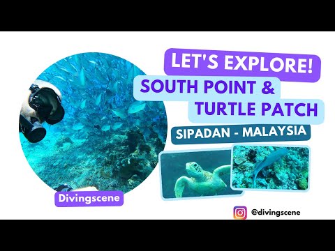 Sharks & Turtles EVERYWHERE! Sipadan Diving Site Compilation - South point - Malaysia