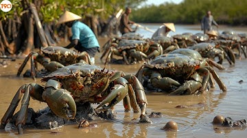 CUA SIÊU TO! Ngư Dân Đông Nam Á Nuôi Cua Khủng Trong Rừng Ngập Mặn Như Thế Nào?