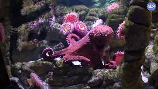 Virtual Visit: Octopus Feeding!