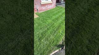 Why you SHOULDNT fill aeration holes in your lawn #lawn #lawncare #gardening