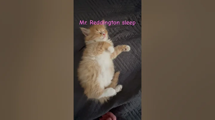 Video 6943631: mainecoon kitten, mainecoon sleep