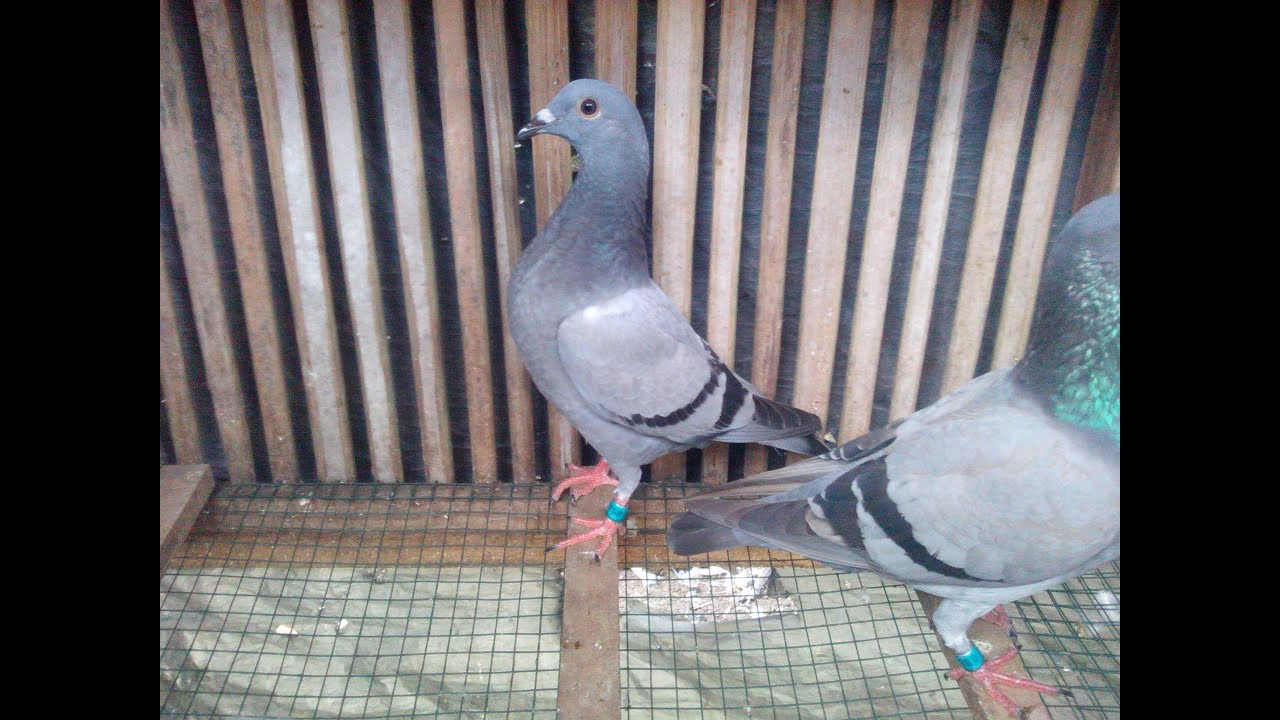 Rutinitas Pagi Merpati Pos Racing Youtube