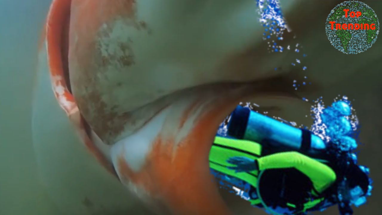 Monster Squid almost Attacks Japanese divers!