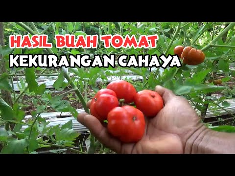 Video: Apa Persyaratan Cahaya Untuk Tanaman Tomat