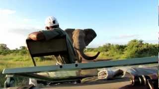 close encounter with a Big elephant bull