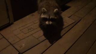 Feeding the Raccoons peanut butter sandwiches