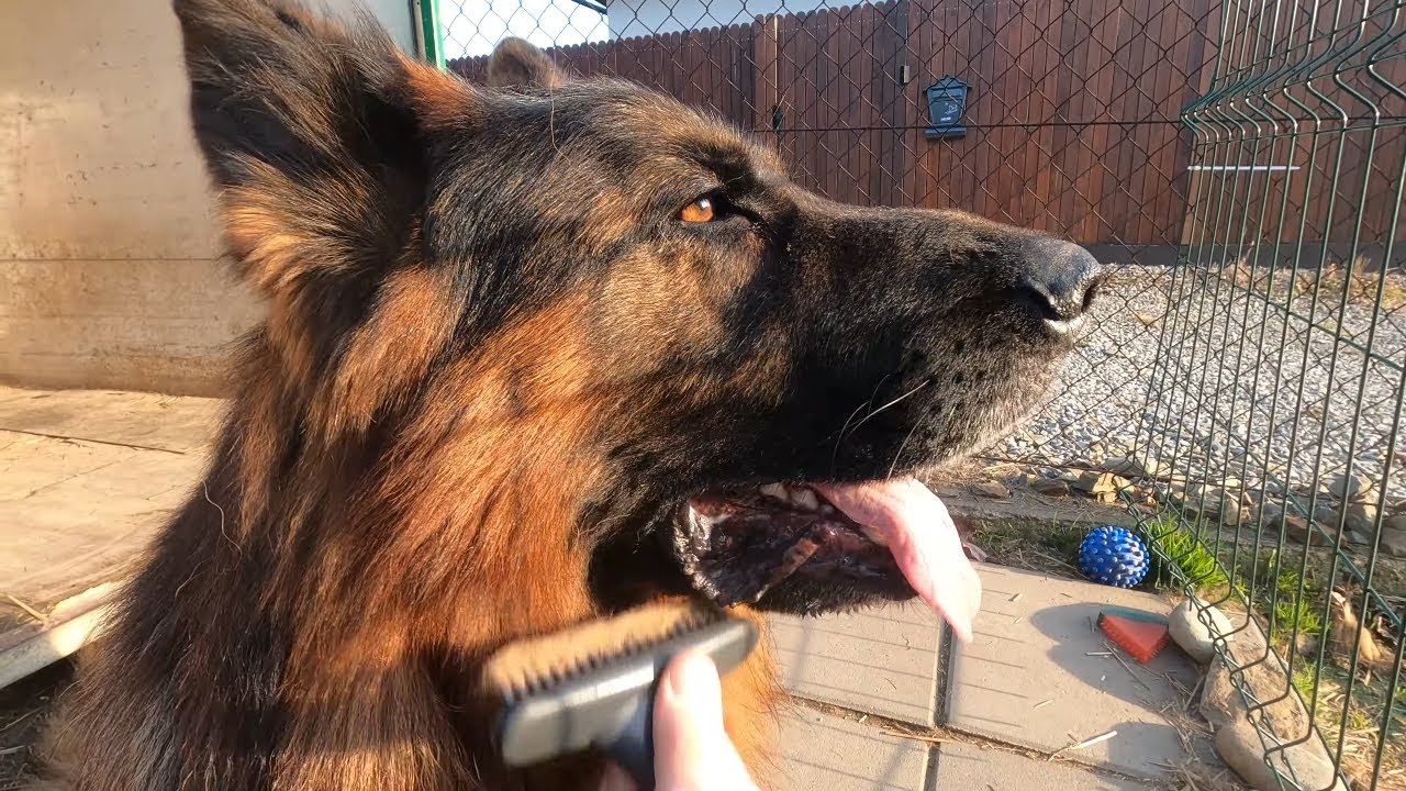 Owczarek Niemiecki Długowłosy czesanie/Long haired German Shepherd