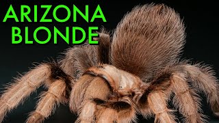 BEST Care For Aphonopelma chalcodes - Arizona Blonde Tarantula