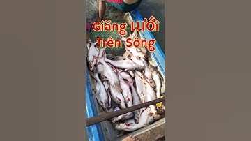 Vlog 1167 : Giăng Lưới Cá Tra Trên Sông Ở Miền Tây #fishing #fishing #giănglưới #batcamientay