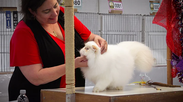 Video 7818041: persians cfa kitten, persian cat kitten, red persian kitten, persian kitten show, cfa international cat show