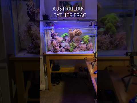 Reef Tank (EXPAND