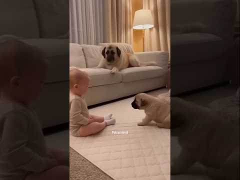 قمة الكياتة تابعوا الفيديو صغير أم الكلبة والرضيع  