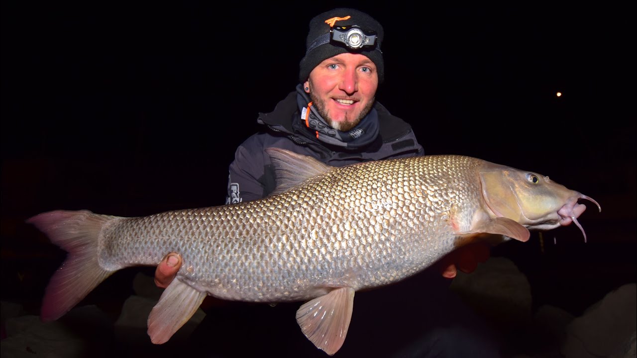 FEEDERMANIA Téli Márna horgászat a Dunán. A Margit híd felett. Winter Barbel fishing on the Danube.