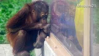 子供と遊ぶオランウータン~Orangutan is playing with children
